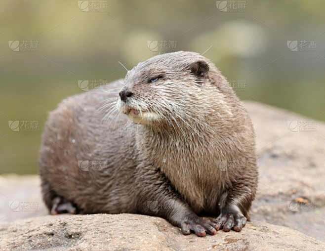 亚洲短爪水獭,水獭,水,褐色,动物嘴,水平画幅,进行中,湿,动物身体部位,野外动物