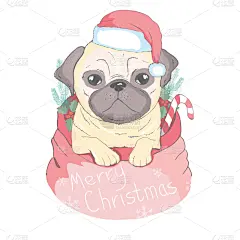 可爱的,小狗,纯种犬,围巾,帽子,新年前夕,夜晚,冬天,白色,概念