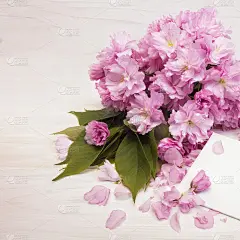教师节贺卡上的樱花
