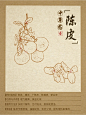 中草药手绘 (2)