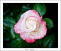 Photograph Rosa "Bakker" by Andrea Marinelli on 500px