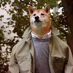 无言煮酒采集到柴犬绅士