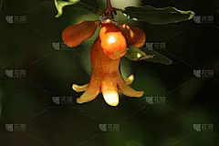 石榴花或嫩芽与绿叶的石榴树特写