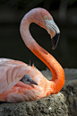 It’s Flamingo Friday! Chicks are hatching as we speak.