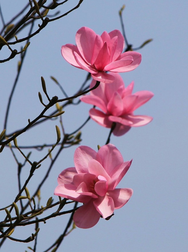 四川药王谷辛夷花图片