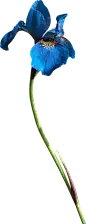 喜提地球：植物 水果