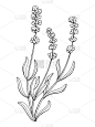 薰衣草花图形艺术黑白孤立插图矢量