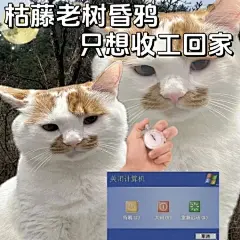 猫咪表情包系列～ - 小红书