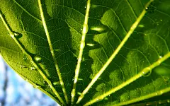 护眼绿色植物桌面壁纸
