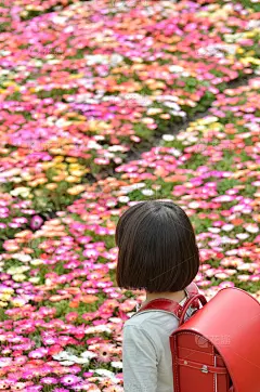 花畑に立つ女の子（ランドセル、後姿）