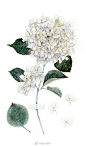手账素材水彩花朵