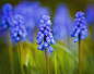 Muscari