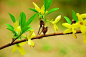 连翘 （连翘 Forsythia suspensa）