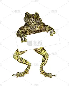 空白的,青蛙,名片,垂直画幅,留白,消息,生物学,特写,想法,白色