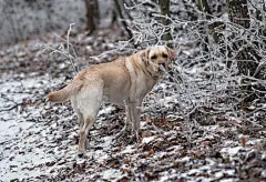 点击来源直接获取大图文件 |Nice labrador dog in the forest in winter