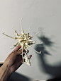 “白骨生花”
