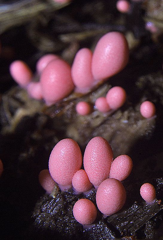 ˚Lycogala sp. Parque...