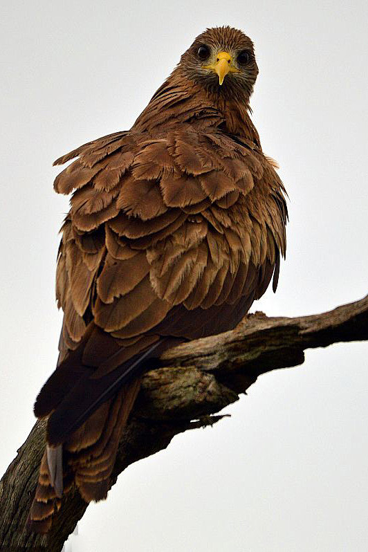 鹰形目鹰科鸢属黄嘴鸢