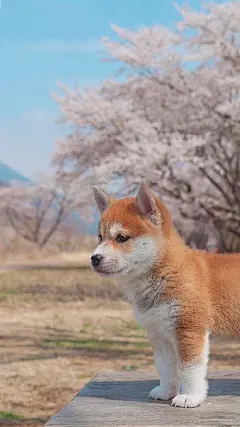 原宿壁纸i的照片 - 微相册