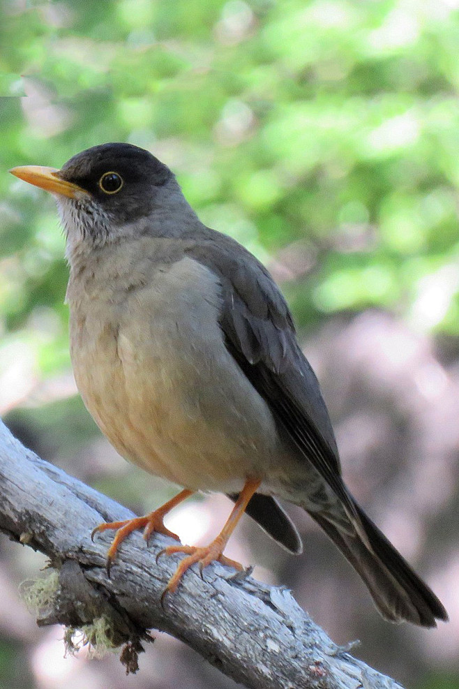 雀形目鸫科鸫属南美鸫