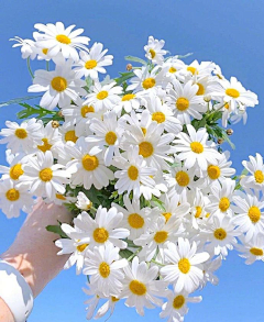 静待梨花醉采集到花