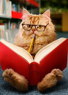 让人回想起了三联那只经常趴在书上的猫咪。