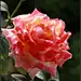 月季花二季