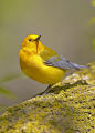 Photograph Prothonotary Warbler