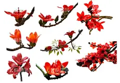 木棉花  - 源文件下载【酷图网】昌江,木棉花,海南,花,木棉,