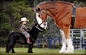 萌图库：【微型小马】在澳大利亚墨尔本，两岁大的小男孩科尔特-布伦跨下的微型小马普朗策与庞然大物般的克莱兹代尔马行“贴面礼”。克莱兹代尔马是一种产自英国苏格兰克莱德的名马。