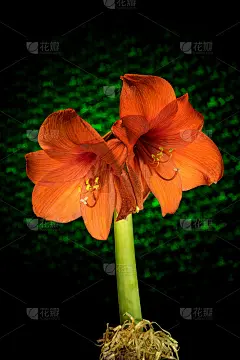 红色的孤挺花开有条纹。花开自然开花。海马孤立在绿色背景上。庆祝活动卡