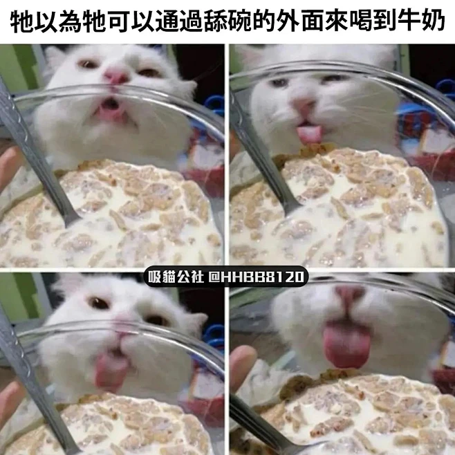 memes 猫 表情包-花瓣网