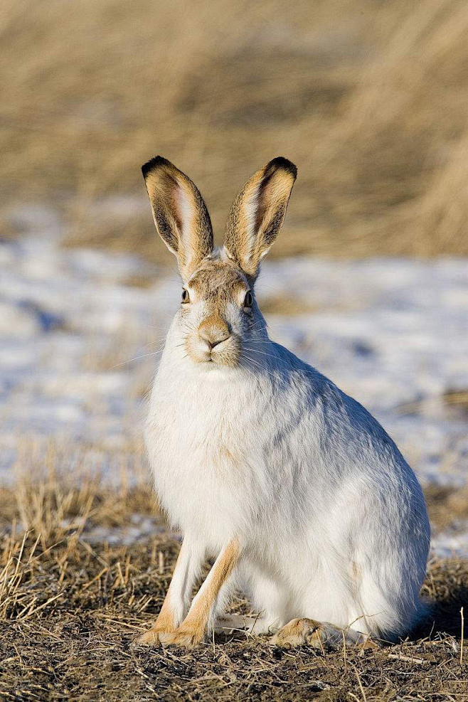 兔形目·兔亚科·兔属：白尾长耳大野兔（冬...
