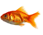 金鱼PNG