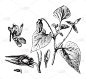 Viola silvestris -复古插图