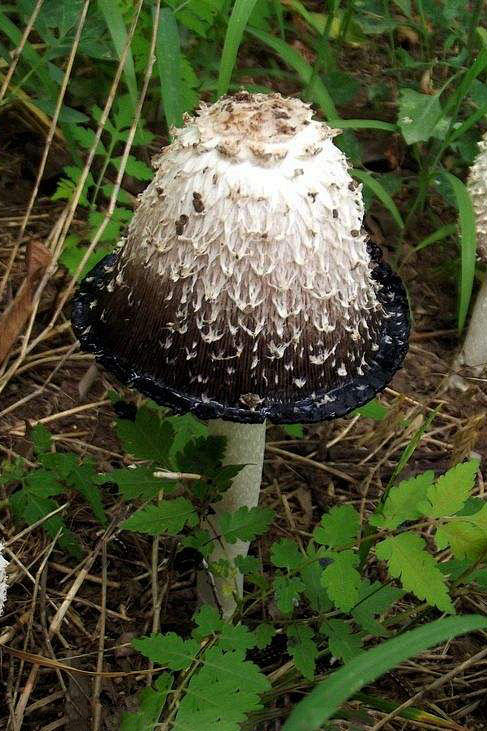 毛头鬼伞拉丁学名又名鸡腿菇,是我国北方春.