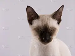 奎因5