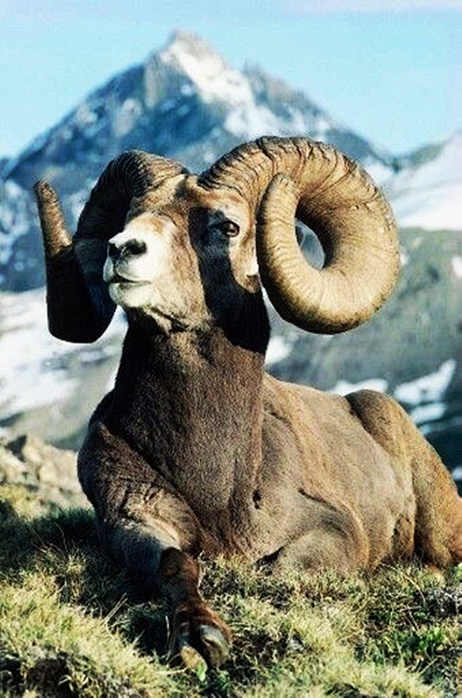 疯狂动物园世界最高羊图片