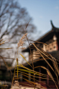 蒹葭苍苍 (3)