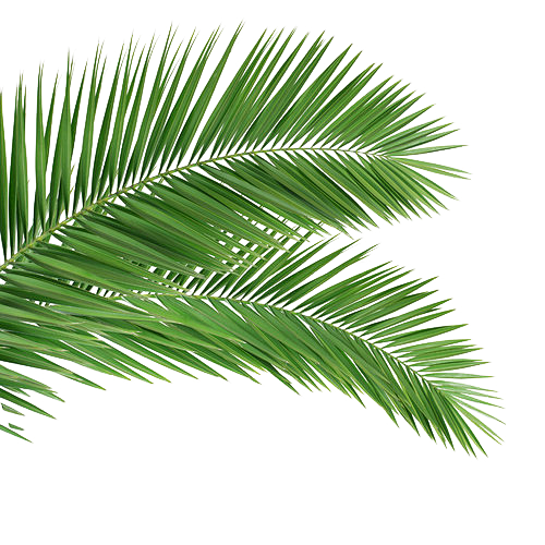 植物树叶素材  PNG