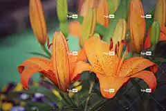 百合花 花壁纸 花卉背景 花 自然 宏 花园 美丽的花朵 莉莉