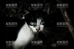 宠物猫   - 源文件下载【酷图网】宠物猫,小猫猫,喵,白猫,瞄,喵咪,可爱小猫,猫海报,小猫,宠物,可爱,咖啡猫,猫爪,猫咪,眼睛猫,黑猫,雪地猫,猫猫摄影,大头猫