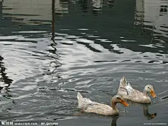 水鸭图片下载,水鸭 水 鸭子 戏水 鸳鸯,水鸭设计素材,昵图网：图片共享和图片交易中心