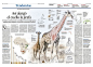 Últimas investigaciones sobre el desarrollo del animal terrestre con el corazón más grande. Raúl Camañas, Alan Jürgens, Clara Penín. La Vanguardia, 18 de mayo