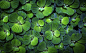 Green by Paul M on 500px