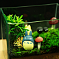 多多洛和他的朋友小水木三秋苔藓微景观桌面创意植物小品瓶办公室-淘宝网