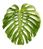 一片龟背竹树叶透明植物素材
