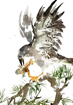 叼青蛙的小鸟图片下载