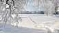 树，冬天，冰，雪地，白茫茫的雪景桌面壁纸