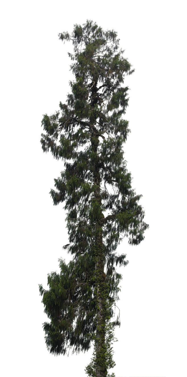Conifer Trees (24)
